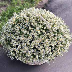 Композиция в корзине из 151 ромашки в Дедовске