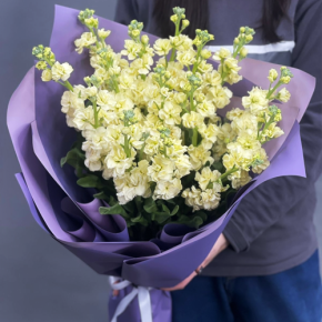 Букет из 15 лимонных маттиол в Дедовске