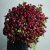 Монобукет из 75 кустовых роз Марун (70 см) в Дедовске Монобукет из 75 кустовых роз Марун (70 см) в Дедовске