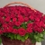 Композиция в корзине из 151 красной розы в Дедовске Композиция в корзине из 151 красной розы в Дедовске