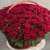 Композиция в корзине из 151 красной розы в Дедовске Композиция в корзине из 151 красной розы в Дедовске