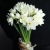 Букет из 25 нарциссов в Дедовске Букет из 25 нарциссов в Дедовске